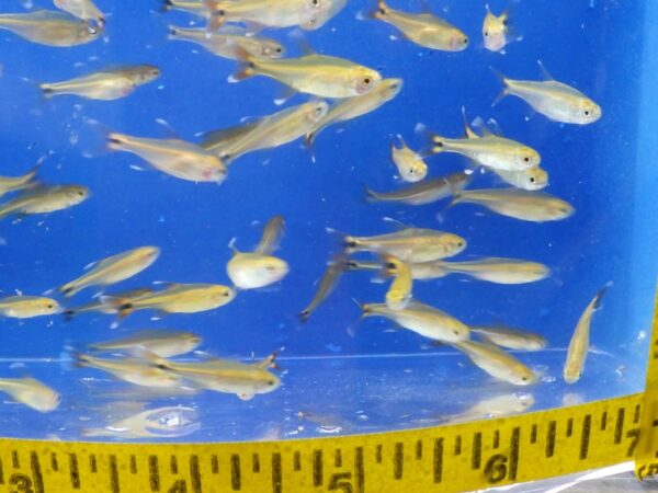 A group of fish swimming in an aquarium.