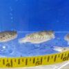 A group of fish in an aquarium with a measuring tape around it.