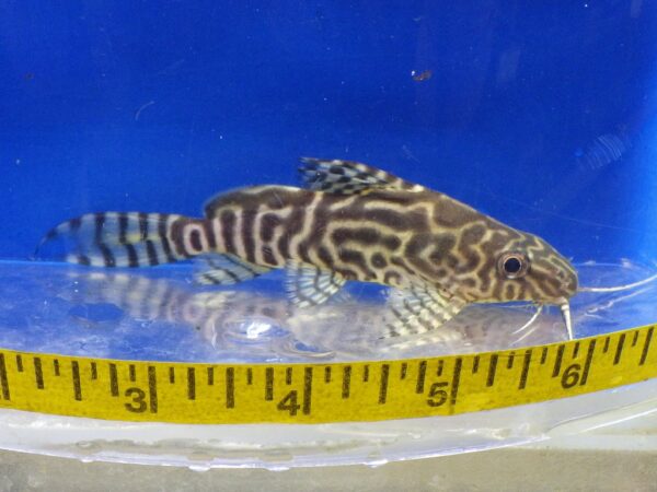 Synodontis Angelicus x Eupterus Hybrid 3" Med