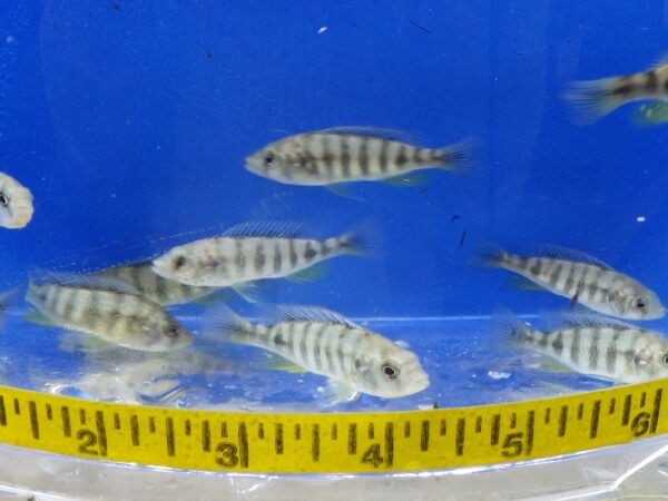 A group of fish in a bowl with a measuring tape around it.