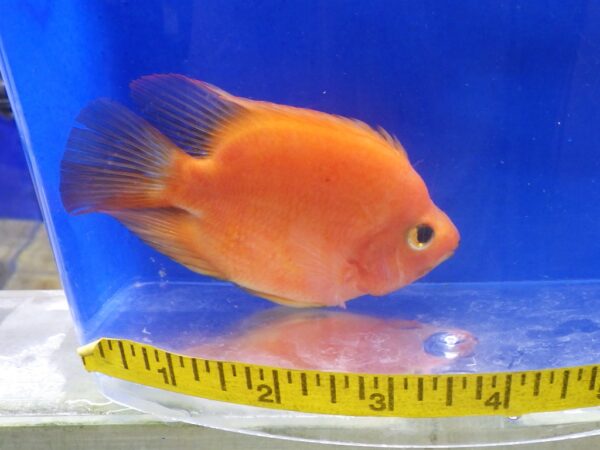 Blood Parrot Cichlid Med
