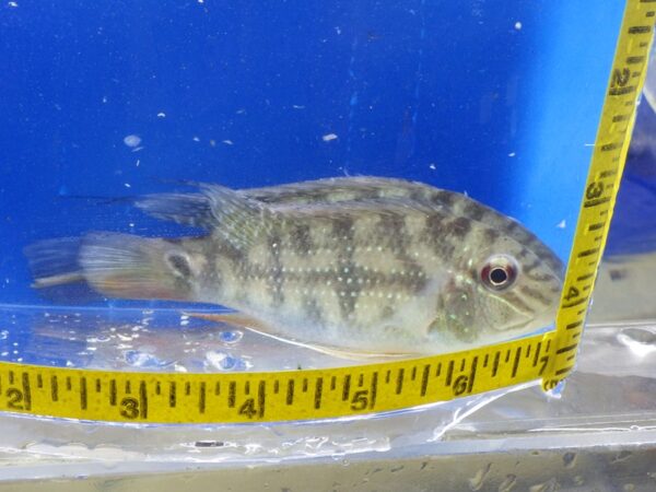 A fish is shown in front of a measuring tape.