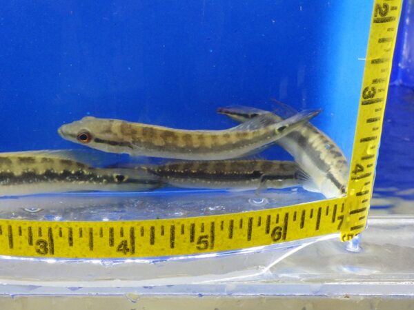 A pair of snakes are shown in front of a measuring tape.