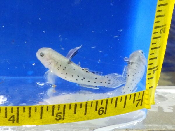 A small fish is in the water and next to a measuring tape.