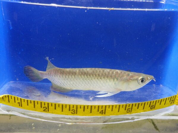 Jardini Arowana Med 5-6"
