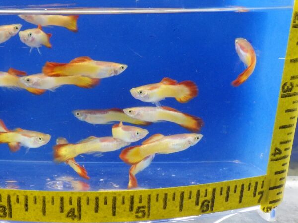 A group of fish in an aquarium with a measuring tape.