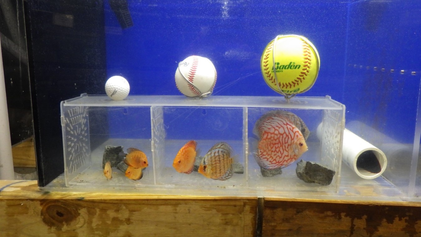 A display case with different types of balls.