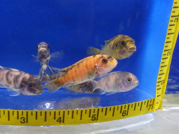 A group of fish in an aquarium with a measuring tape.