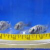 Three fish are swimming in a tank with a tape measure.