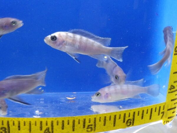 A group of fish swimming in an aquarium.