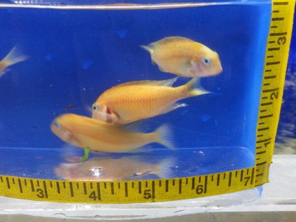 A group of fish in a blue box with a measuring tape.