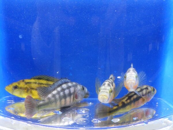 A group of fish in an aquarium with blue background.