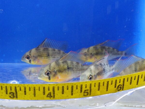 A group of fish swimming in the water next to a measuring tape.