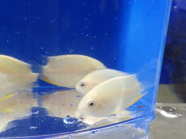 A couple of fish in a blue container.