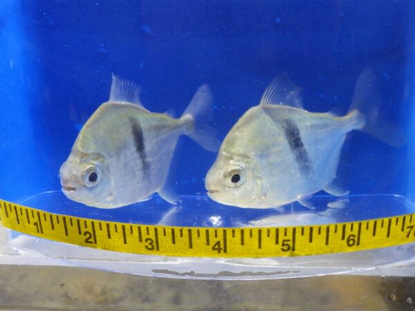 Two fish are swimming in a tank with a measuring tape.