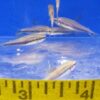 Blue Kerri Tetra Reg