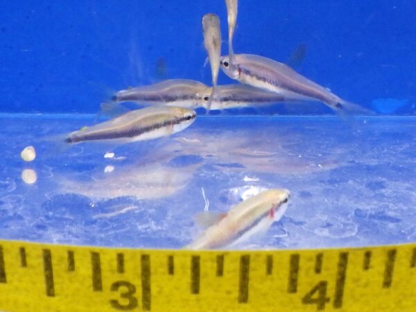 Blue Kerri Tetra Reg