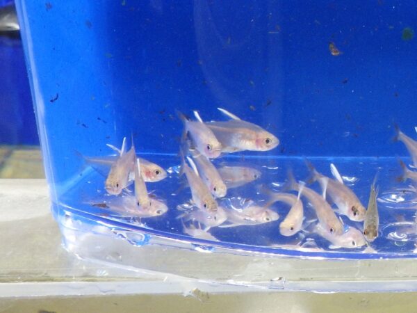 A group of fish in an aquarium with blue water.