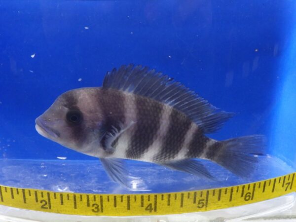 Cyphotilapia Frontosa Cichlid Xlg 5"