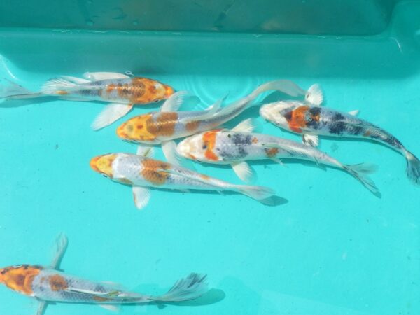 A group of fish swimming in the water.