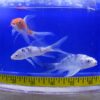 Select Butterfly Koi 3-4" Reg