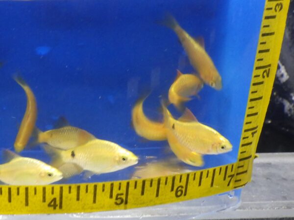 A group of fish in an aquarium with a measuring tape.