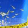 A group of fish swimming in an aquarium.