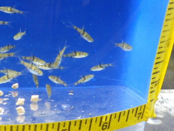 A group of fish swimming in an aquarium.