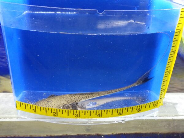 A lizard is sitting in the middle of a blue container.