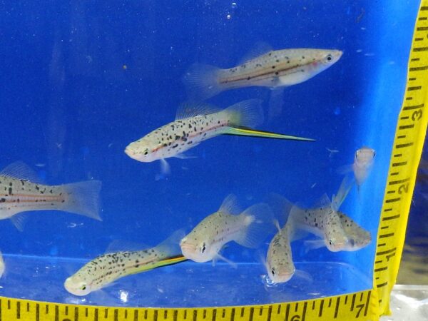 A group of fish swimming in an aquarium.