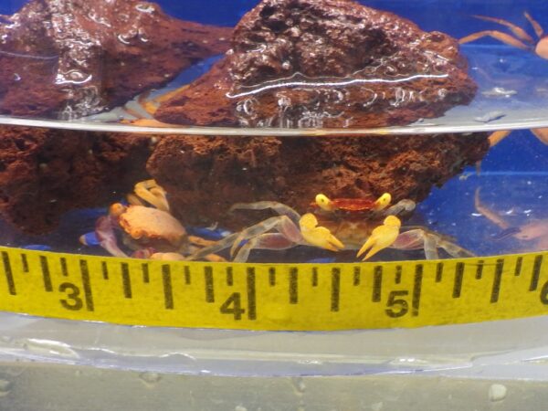 A couple of crabs in a container with a ruler