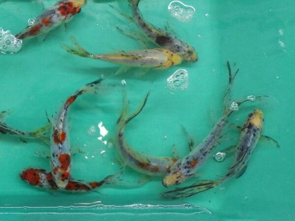 A group of fish in the water on a table.