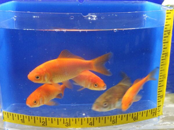 A group of fish in an aquarium with measuring tape around it.