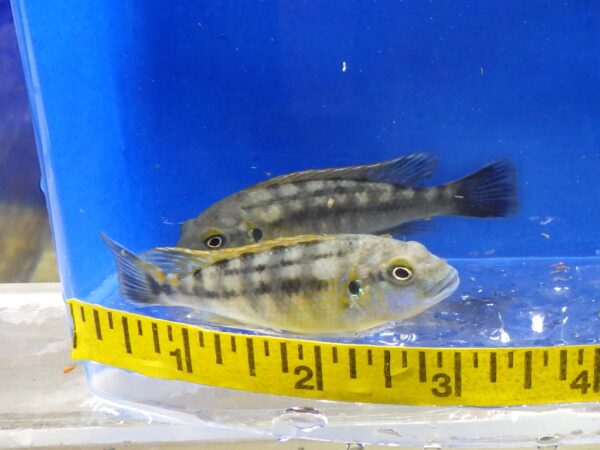 A couple of fish are in front of a measuring tape