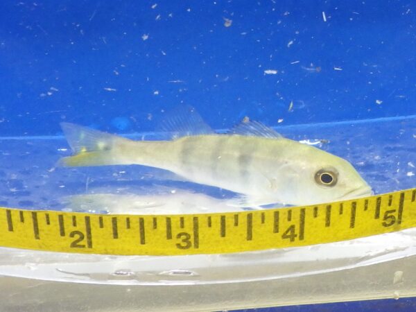 A fish is sitting on top of a measuring tape.