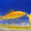 Yellow Comet Goldfish 4-5" M/S