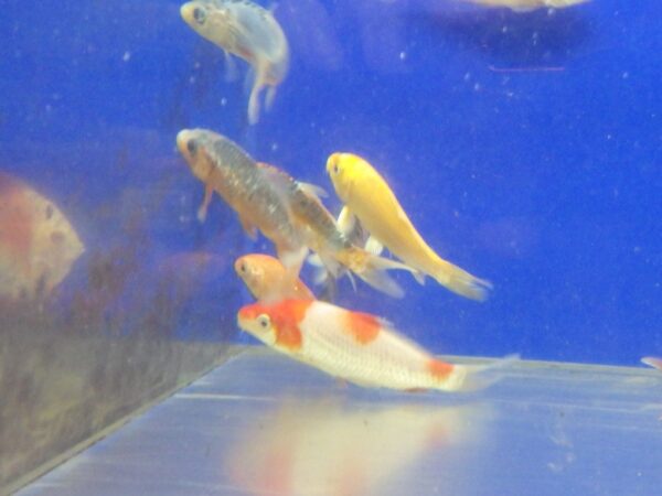 A group of fish swimming in an aquarium.