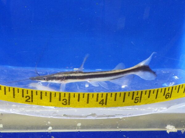 A fish is shown in front of a measuring tape.