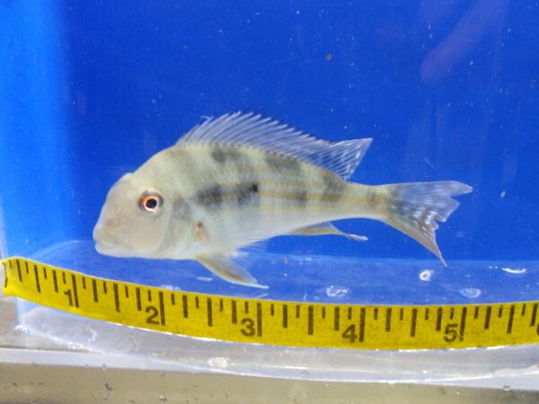 A fish is shown in front of a measuring tape.