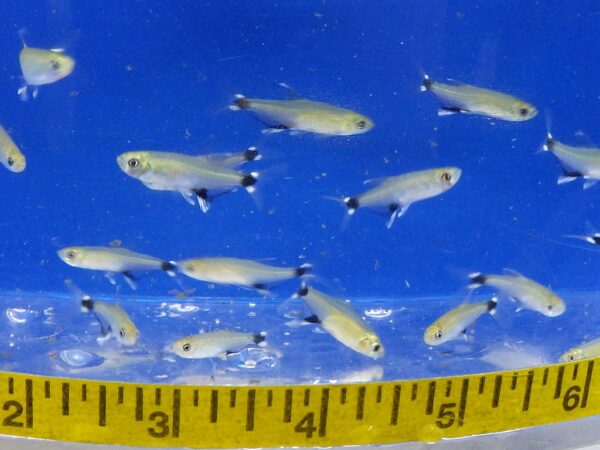 A group of fish swimming in water next to a measuring tape.