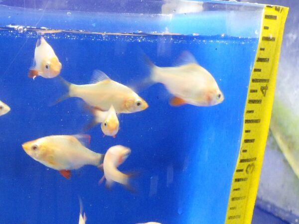 A group of fish swimming in an aquarium.