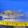 Geophagus Sveni "Sven's Eartheater" Lrg