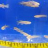 A close up of fish in an aquarium with a ruler