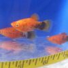 Painted Platy Med
