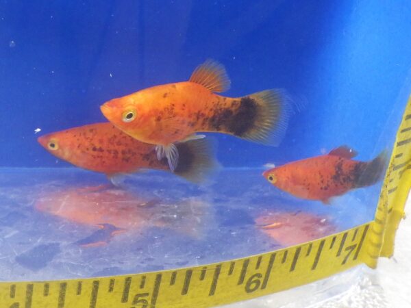 Painted Platy Med