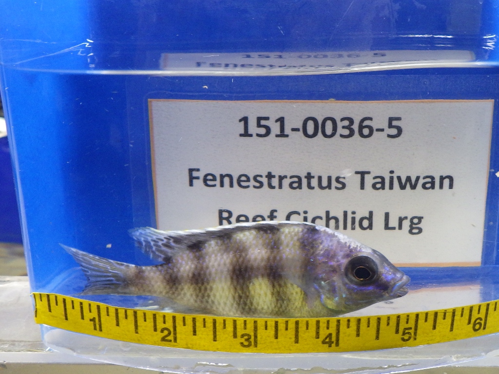 A fish is shown next to a measuring tape.