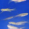 Assorted Longfin Danio Reg