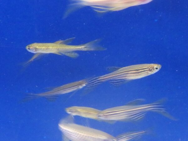 Assorted Longfin Danio Reg