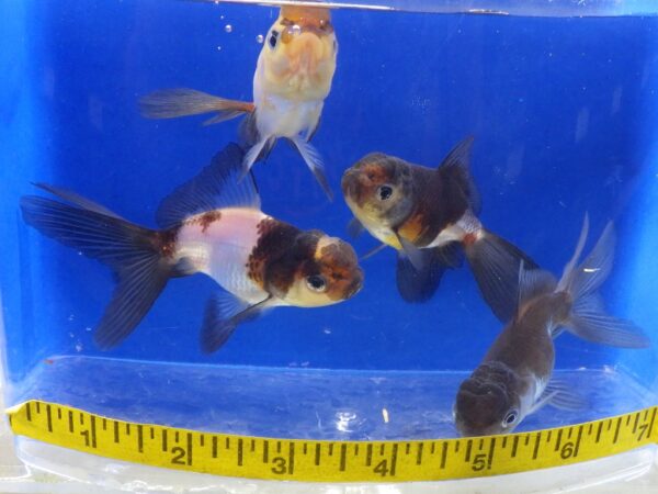 Panda Oranda Goldfish Med