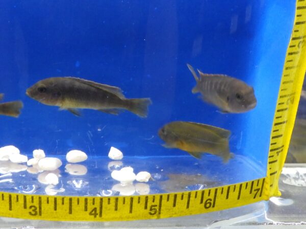 A group of fish in an aquarium with measuring tape around it.